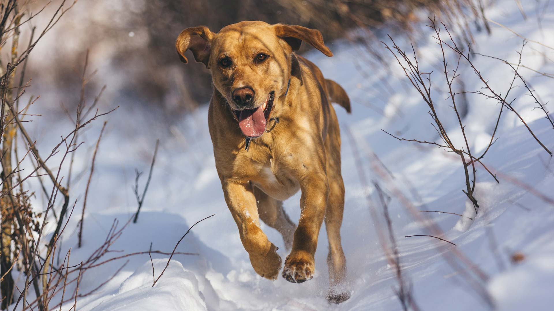 Strong enough for a mountain dog